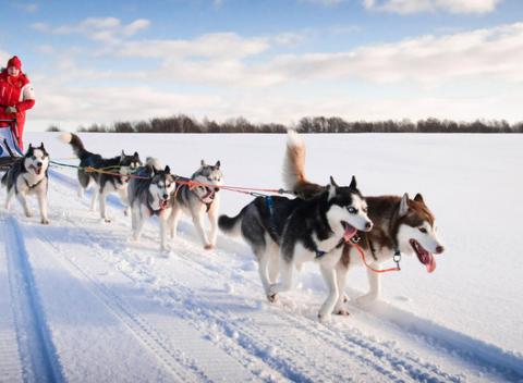 Nezabudnuteľná jazda na psom záprahu. Romantická idylka, ktorou sa môžete preháňať na saniach ťahaných psím záprahom Oravou. 