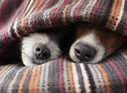 Doprajte svojmu psiemu miláčikovi maximálne pohodlie. Ponúkame vám 40 % zľavu na akýkoľvek vybraný pelech značky SCRUFFS v SUPER ZOO. 