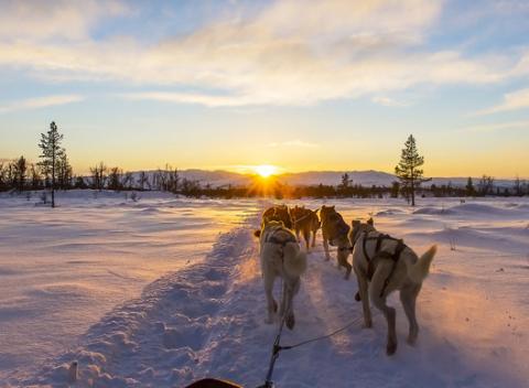 Zasnežená krajina, božské ticho a svorka oddaných psov. Romantická idylka, ktorou sa môžete preháňať na saniach ťahaných psím záprahom.