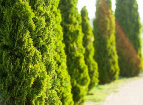 Tuje Smaragd – odolné stromčeky do vašej záhrady so vždyzelenou sýtou farbou.