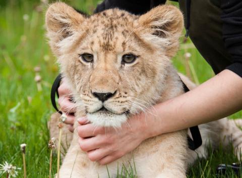 Príďte si oddýchnuť a zabaviť sa do Wild Parku vo Veľkej Lomnici so skutočnými šelmami, ktoré inde len tak ľahko neuvidíte.