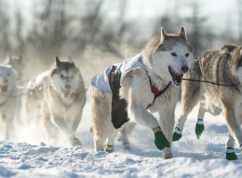 Jazda na psom záprahu v prekrásnej donovalskej prírode, počas ktorej môžete zažiť neopísateľnú krásu, adrenalín a dobrodružstvo.
