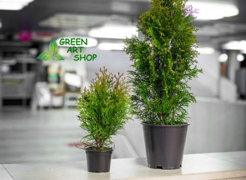 Rýchlorastúca Thuja Smaragd,vyžaduje minimálnu starostlivosť. Obľúbená okrasná drevina vhodná na vysádzanie do živého plotu.