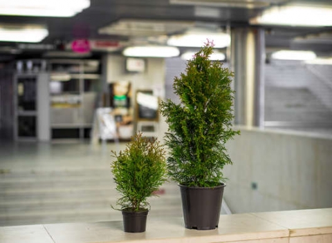 Rýchlorastúca Thuja Smaragd, Danica alebo Smrek sivý. Obľúbené okrasné dreviny vhodné na vysádzanie do živého plotu. 