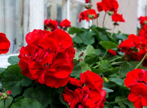 Červené alebo biele, pýšte sa i vy krásnymi muškátmi. Muškáty na balkón neodmysliteľne patria, sú nenáročné, vydržia dlho-predlho kvitnúť.