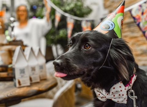 Zdravá pekáreň Mlskafé pre psíkov a mačky usporiada pre vašu štvornohú lásku parádnu narodeninový oslavu a vám dopraje skvelú kávu za 1€. 