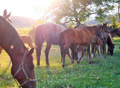 Zážitkový pobyt v penzióne v areáli žrebčína neďaleko Trenčína + raňajky či polpenzia.