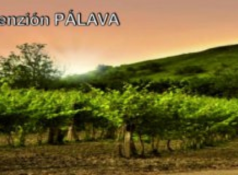 Nádherná Pálava s raňajkami a neobmedzenou konzumáciou vína v útulnom penzióne Pálava.