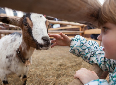 Detský jazykovo-agroturistický tábor na 6 dní s bazénom v srdci prírody, pre deti do 15 rokov.