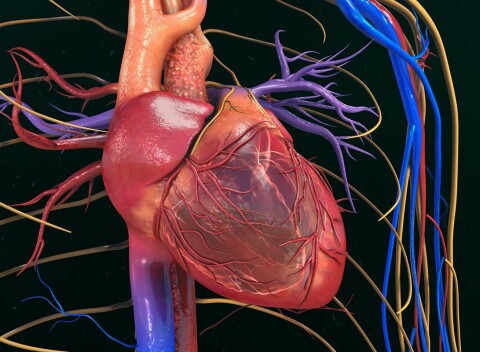 Rýchle a bezbolestné vyšetrenie ciev artériografom – prevencia infarktu nielen po chrípke či očkovaní.