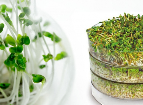 Naklíčovanie je zdravé. A zábavné. A plné lásky. S 3-poschodovou klíčiacou miskou teda určite!