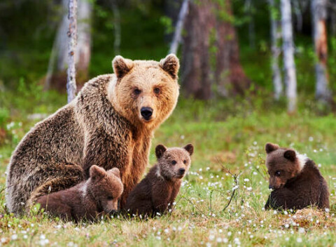 Túra so sledovaním medveďov v ich prirodzenom prostredí pre 1 osobu.