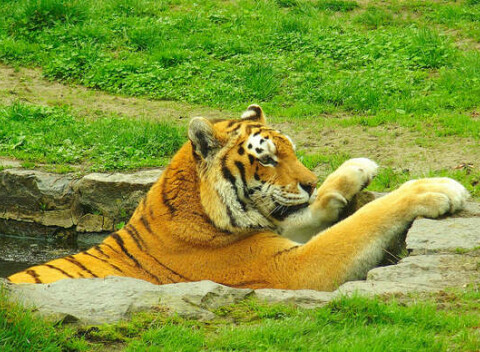 Vstupenka do ZOO pre dospelých, detí aj dôchodcov -  vyše 530 zvierat 130-tich druhov.