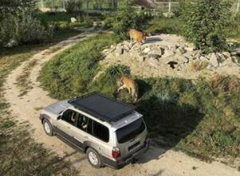 Safari jazda v bezpečnom aute medzi šelmami v Malkia Parku.