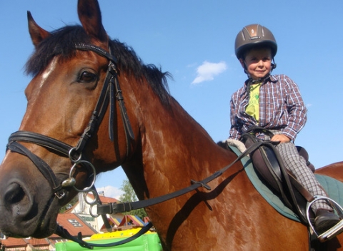 Základný jazdecký kurz alebo 45-minútová jazda na koni vo Villa Betula resorte.