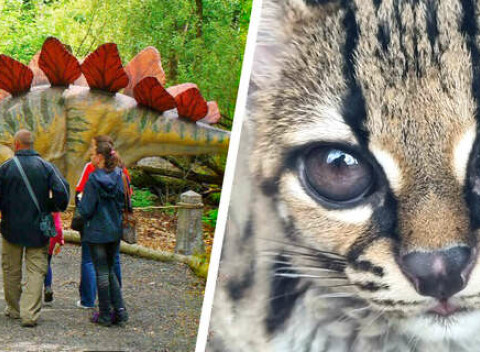 Vstup do ZOO Košice a DinoParku (pozor, dinosaury túto sezónu len do 31.10.2022).