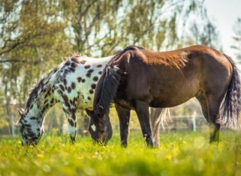 Malá Fatra pre milovníkov koní v Penzióne U Kovbojky s polpenziou a jazdou.