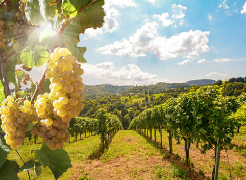 Vinársky pobyt na južnej Morave v penzióne U Palečků s možnosťou polpenzie, wellness a ochutnávky vín