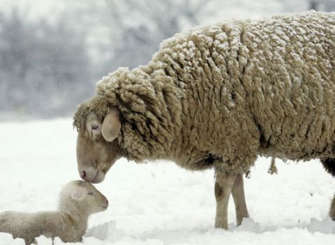 Dovolenka na ozajstnom salaši na Orave s vítaním jahniatok či pobyt v drevenici pre 7 osôb.