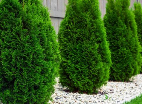 Obľúbené okrasné dreviny. Rýchlorastúca Thuja Smaragd, Danica alebo Smrek sivý.