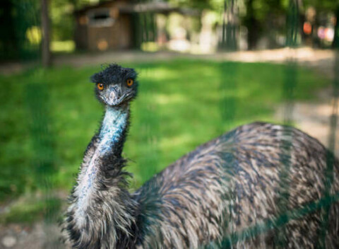 Vstupenka do ZOO pre dospelých, deti aj dôchodcov - detské ihriská, lanový park Monkeyland