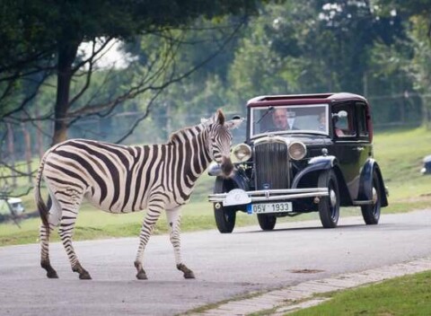 Safari víkend v Dvůr Králové a návšteva zámku Ratibořice - africká divočina, romantika a rozprávková atmosféra
