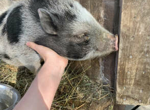 Vstupy do Sokoliarne a minizoo Devín pre deti, dospelých aj rodiny