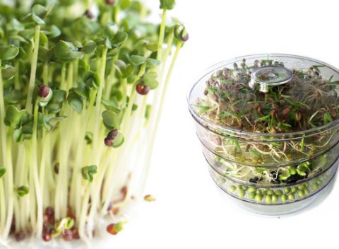 Naklíčovanie je zdravé. A zábavné. A plné lásky. S 3-poschodovou klíčiacou miskou teda určite!