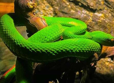 Tropical World - prvá kontaktná ZOO s plazmi na Slovensku v nových väčších priestoroch