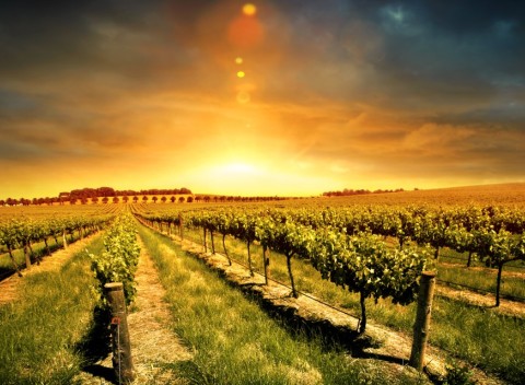 Slovácko: pobyt vo Vinárni u Tesařů s polpenziou a vedenou degustáciou.