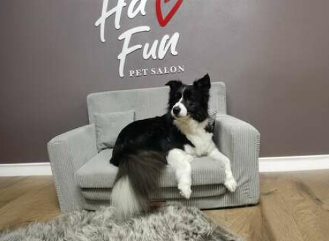 Kompletná úprava psíka v Pet salóne HaFun na Záhorí v Jablonovom