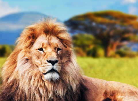 BUBO: 3x naj Afriky so safari a Viktoriinými vodopádmi - maximum zážitkov za 9 dní.