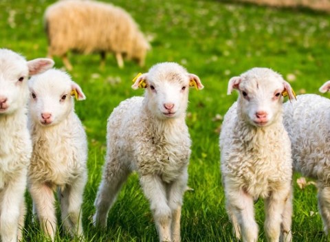 Neopakovateľný pobyt na salaši pre celú rodinu - zážitok, ktorý prekoná aj dovolenku s 5* wellness.