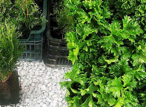 Thuja smaragd Thuja smaragd Thuja smaragd Thuja smaragd Thuja smaragd