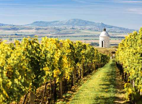 Južná Morava: Penzión Pálava - neobmedzená konzumácia sudového vína a polpenzia.