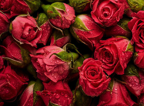 Box plný trvácnych ruží pre vašu polovičku. Kytica kvetov to povie rovno za vás!