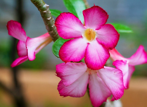 Rastliny púštna ruža alebo perzský hodvábny strom - nádherný kúsok exotiky u vás doma.
