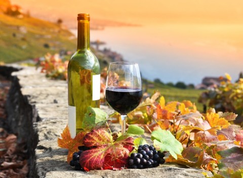 Južná Morava: Penzión Pálava s neobmedzenou konzumáciou sudového vína.