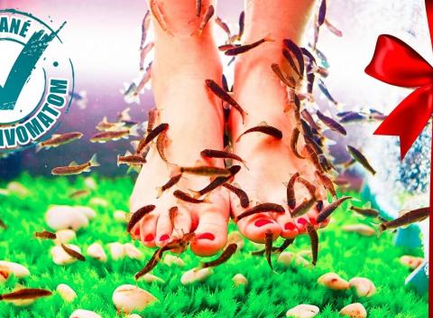 Biostarostlivosť o vašu kožu Biomanikúra a biopedikúra s rybičkami Garra rufa