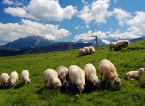 Rodinná dovolenka na letné prázdniny v prekrásnej krajine Belianských Tatier s ubytovaním v štýlovom penzióne Jánošík v obci Ždiar.