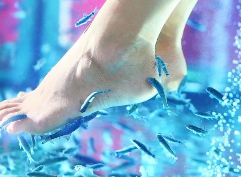 Netradičná prírodná pedikúra za pomoci rybičiek Garra rufa. Doprajte vašim unaveným nohám príjemný oddych a výdatné zrevitalizovanie. 