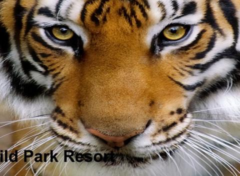 Bližšie k divočine to už ani nejde. Zažite spolu s vašimi deťmi deň plný adrenalínu a dobrodružstva vo Wild Parku vo Veľkej Lomnici. 