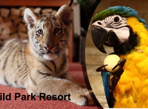Bližšie k divočine to už ani nejde. Navštíviť Wild Park Resort s rodinou alebo kamarátmi a pokochajte sa na exotických zvieratách. 