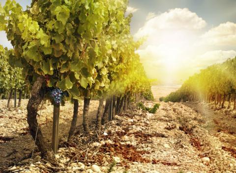 Vinársky pobyt s degustáciou a neobmedzenou konzumáciou vína a pálenky v penzióne Villa Witka v dedinke s úžasným výhľadom na Pálavu. 