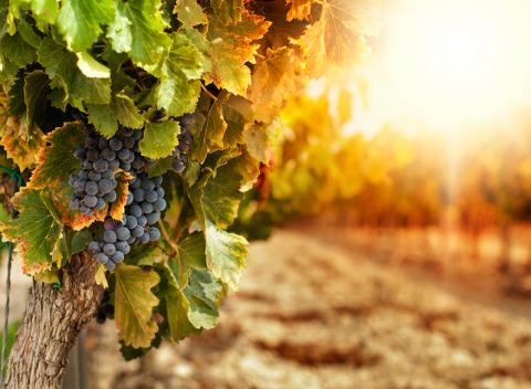 Užite si nezabudnuteľný vinársky pobyt pre dvoch na Južnej Morave s ubytovaním v Penzióne Šatovské Lípy, degustáciou vína a s polpenziou.