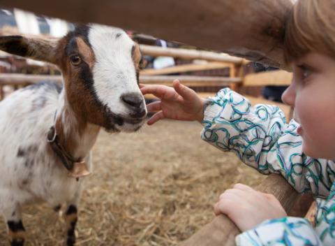 Týždeň plný zábavy v obľúbenom detskom jazykovo - agroturistickom tábore s bazénom v srdci prírody, pre deti do 15 rokov!