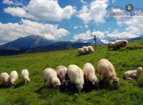 Vydajte sa na romantickú dovolenku do Belianskych Tatier. Rodinný pobyt v prekrásnej krajine hôr v penzióne Jánošík s polpenziou. 