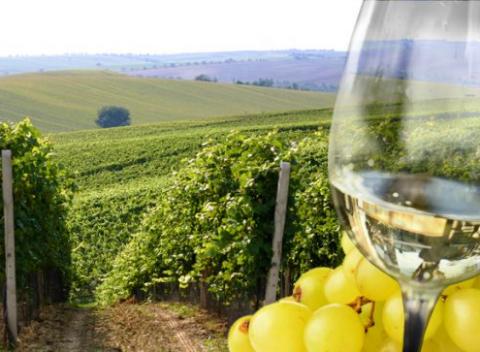 Vezmite priateľov a vydajte sa spoznávať nádhernú scenériu juhomoravských viníc. Neďaleko Brna na vás čaká príjemné ubytovanie U Krčků. 