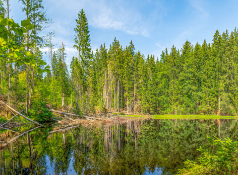 Šumava: dovolenka pri Boubínskom pralese v Penzióne Pod pralesem s polopenziou.