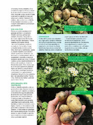 37. stránka Tesco letáku